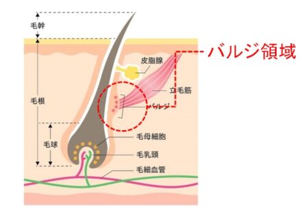 バルジ領域　図解